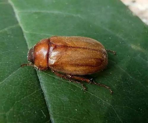 草履虫吃小瓜虫,草履虫与小瓜虫的共生生态关系探究