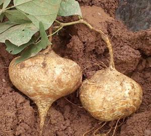 梦见吃很甜的土瓜