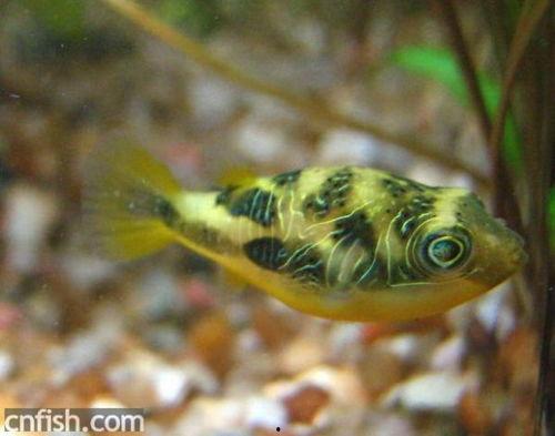 孔雀鱼吃瓜吗,它们会吃瓜吗？揭秘水族箱中的饮食之谜