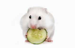 仓鼠可以吃绿瓜,仓鼠的天然美食选择