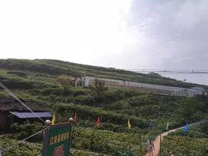 安阳林州吃瓜事件