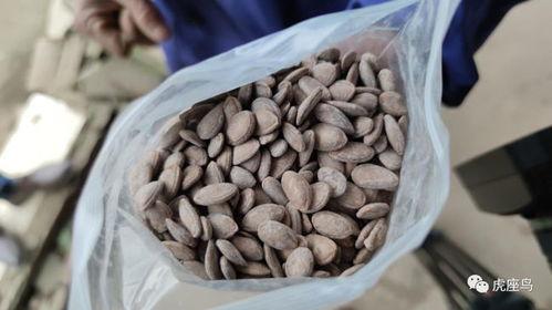 免费吃瓜摆摊赚钱,轻松赚钱新潮流