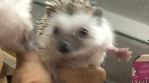 刺猬带亲戚吃瓜