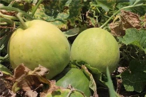 甜瓜吃瓜的季节