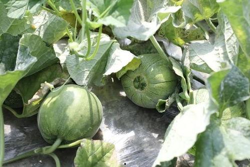 这个季节吃啥瓜