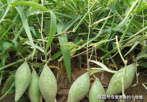 山里瓜怎么吃,解锁美味新体验