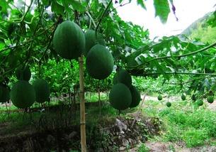 脑血栓吃吊瓜好吗