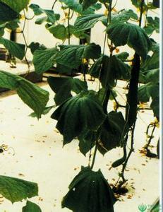 唐山秋瓜怎么吃