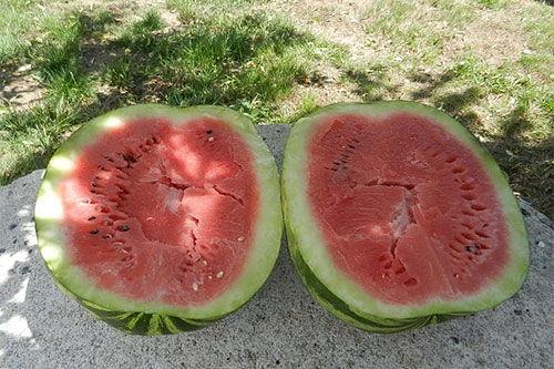 梦到在瓜地里吃瓜,一场甜蜜的瓜果盛宴