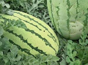 湖南沙瓜怎么吃,解锁夏日清新美味