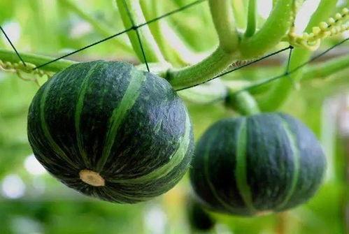 滕州满甜甜吃瓜,瓜界新宠，甜蜜来袭！