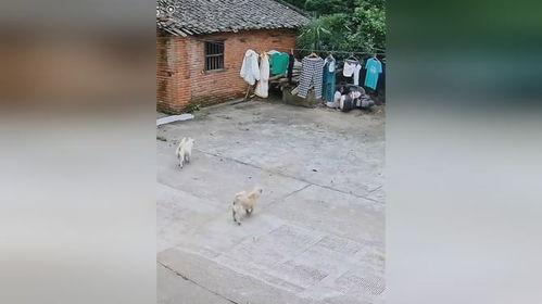 汪汪队吃瓜网,揭秘狗狗世界的趣味八卦  第3张