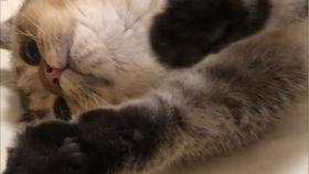 瓜哥吃青蛙,瓜哥的奇幻青蛙之旅 第2张 瓜哥吃青蛙,瓜哥的奇幻青蛙之旅 第2张