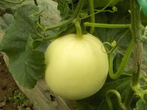 手术后吃小白瓜,小白瓜助力健康饮食新选择  第2张