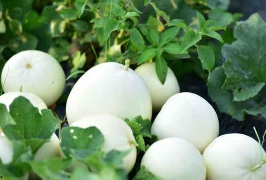 手术后吃小白瓜,小白瓜助力健康饮食新选择  第3张