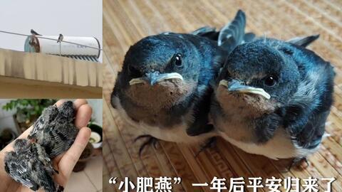 国外兔子吃哈密瓜,国外兔子品尝哈密瓜的趣味瞬间  第3张