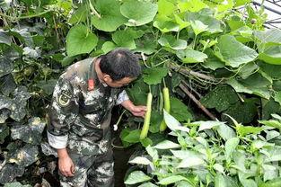 日喀则最新吃瓜新闻,真相竟如此惊人！