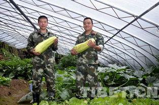 日喀则最新吃瓜新闻,真相竟如此惊人！  第2张