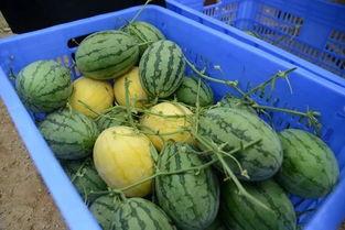 吃瓜群qqqun12瓜,吃瓜群众的热议焦点  第2张