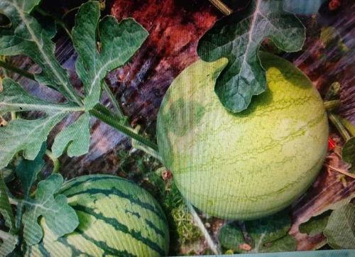 吃瓜群众切不到瓜,揭秘“吃瓜群众”为何切不到瓜的真相