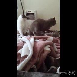 于小喵吃瓜,揭秘娱乐圈那些不为人知的幕后故事 第3张 于小喵吃瓜,揭秘娱乐圈那些不为人知的幕后故事 第3张