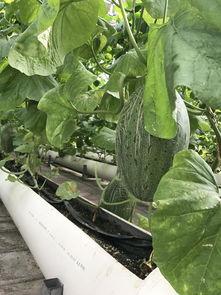 吃瓜观娱,吃瓜群众视角下的精彩瞬间  第2张