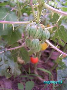 长花纹瓜怎么吃,解锁美味新体验  第3张