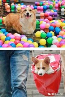 狗狗站在屋顶吃瓜,狗狗的独特“美食”时光  第2张