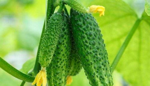 理想性吃瓜,吃瓜群众的趣味解读  第1张