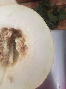 伊丽莎白瓜发绿可以吃吗