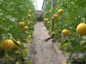 伊丽莎白瓜发绿可以吃吗  第3张