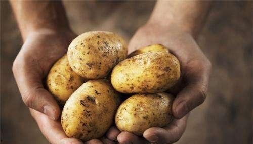 珍珠瓜带皮吃有营养吗 第2张 珍珠瓜带皮吃有营养吗 第2张