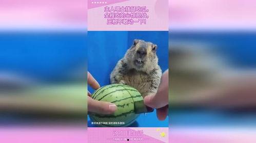 吃土瓜的土拨鼠,土拨鼠的土瓜奇遇记
