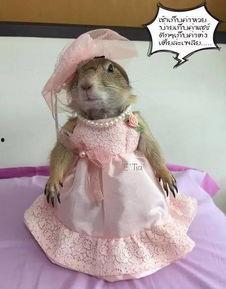 吃土瓜的土拨鼠,土拨鼠的土瓜奇遇记  第2张