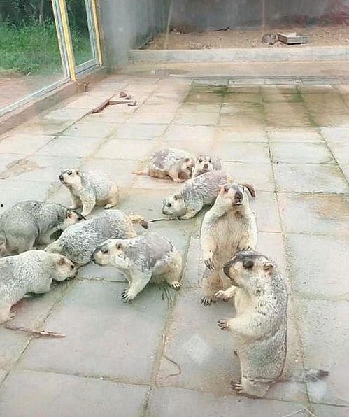 吃土瓜的土拨鼠,土拨鼠的土瓜奇遇记  第3张