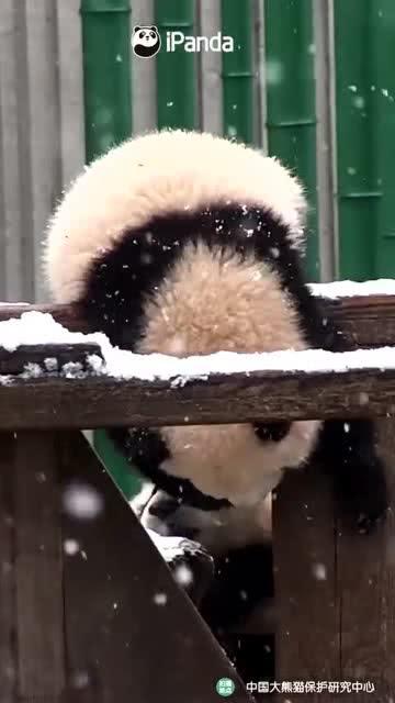 吃瓜小熊kpop,吃瓜小熊带你探秘K-pop世界 第3张 吃瓜小熊kpop,吃瓜小熊带你探秘K-pop世界 第3张